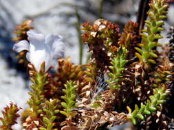 Image of Roella recurvata A. DC.