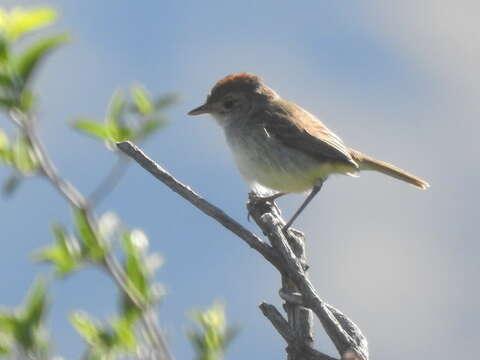 Image of Tawny-crowned Pygmy Tyrant