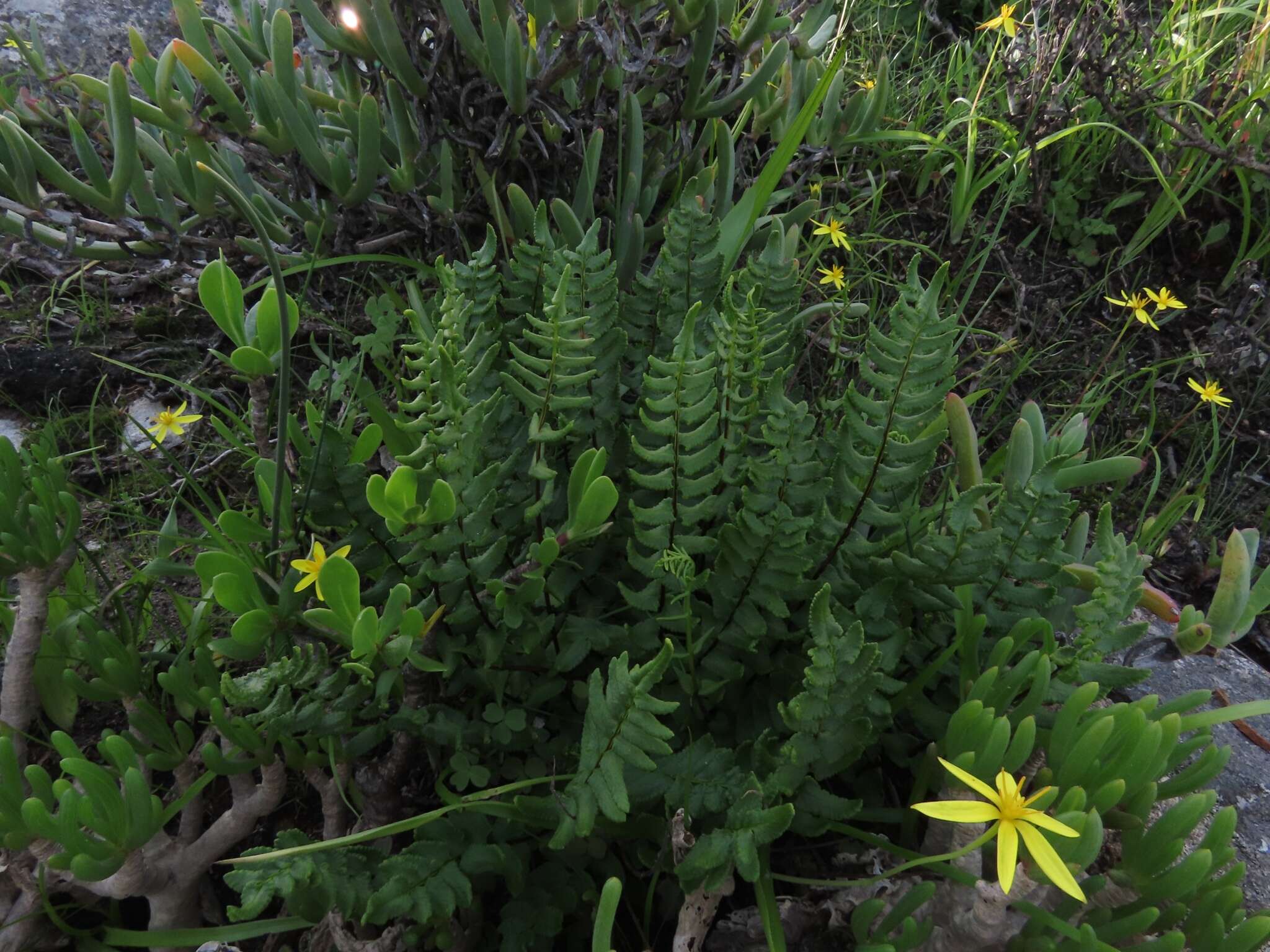 Imagem de Cheilanthes hastata (L. fil.) Kunze