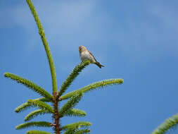 Image of Lesser Redpoll