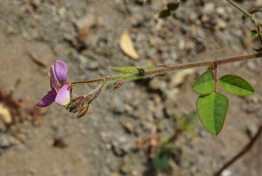 Image of Desmodium ospriostreblum Chiov.