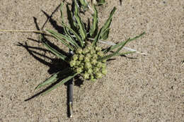 Слика од Asclepias involucrata Engelm. ex Torr.