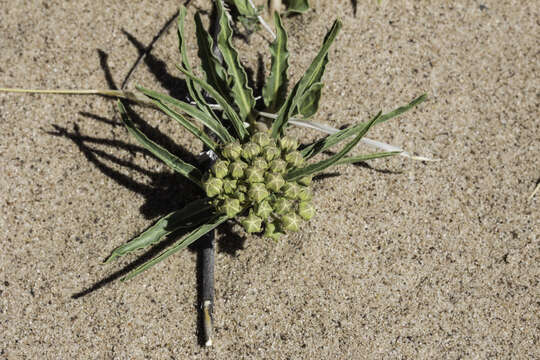 Image of dwarf milkweed