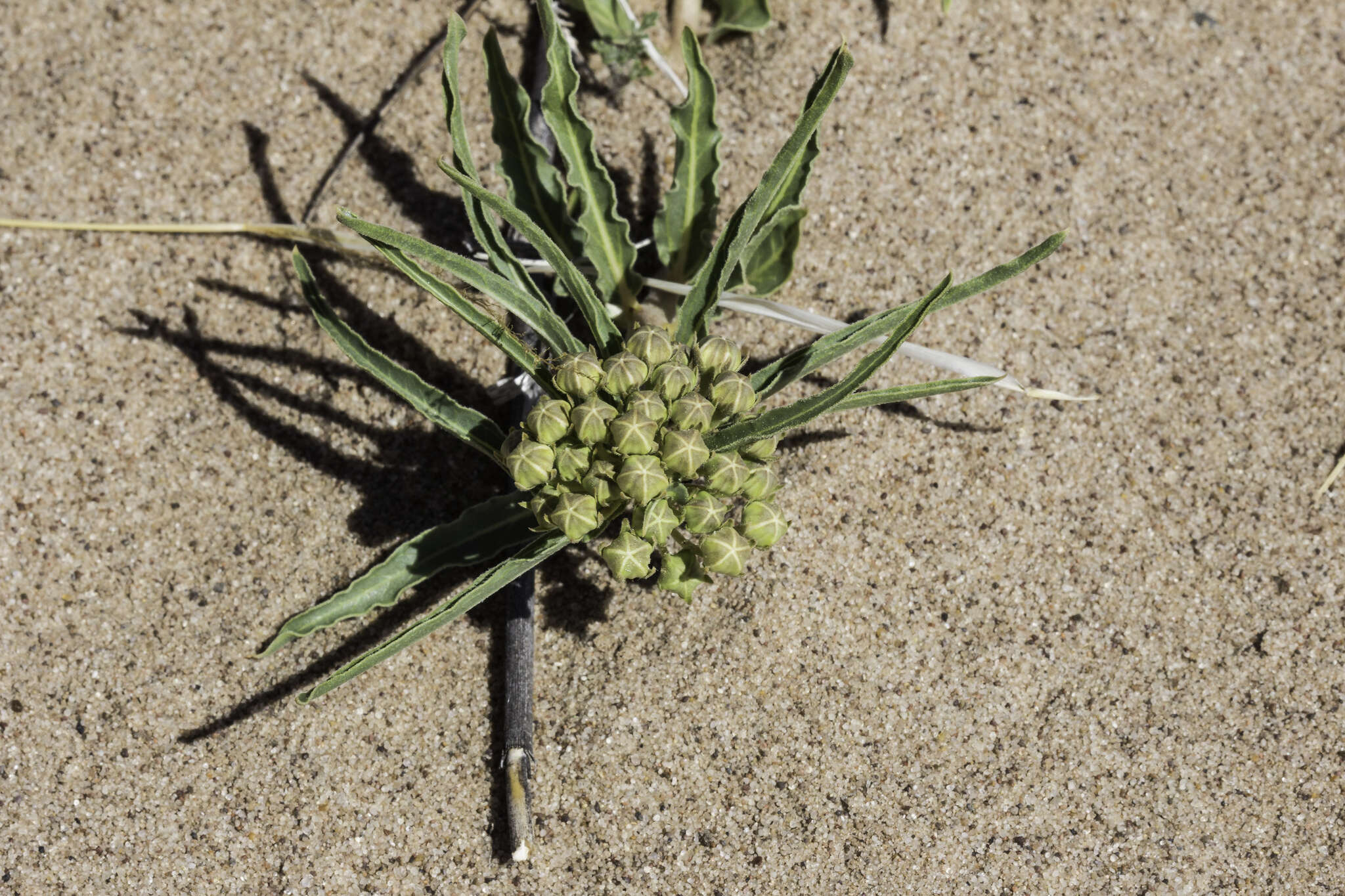 Image of dwarf milkweed