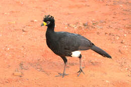 Image of Bare-faced Curassow