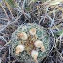 Plancia ëd Sclerocactus brevispinus K. D. Heil & J. M. Porter