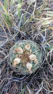 Plancia ëd Sclerocactus brevispinus K. D. Heil & J. M. Porter