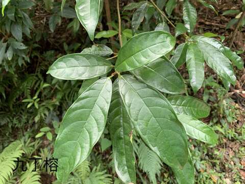 Image of Ficus nervosa Heyne ex Roth