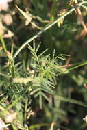 Image of Astragalus austriacus Jacq.