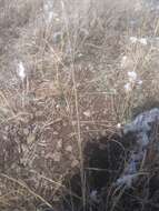 Image of spidergrass
