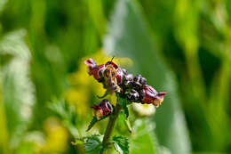 Plancia ëd Lasioglossum xanthopus (Kirby 1802)