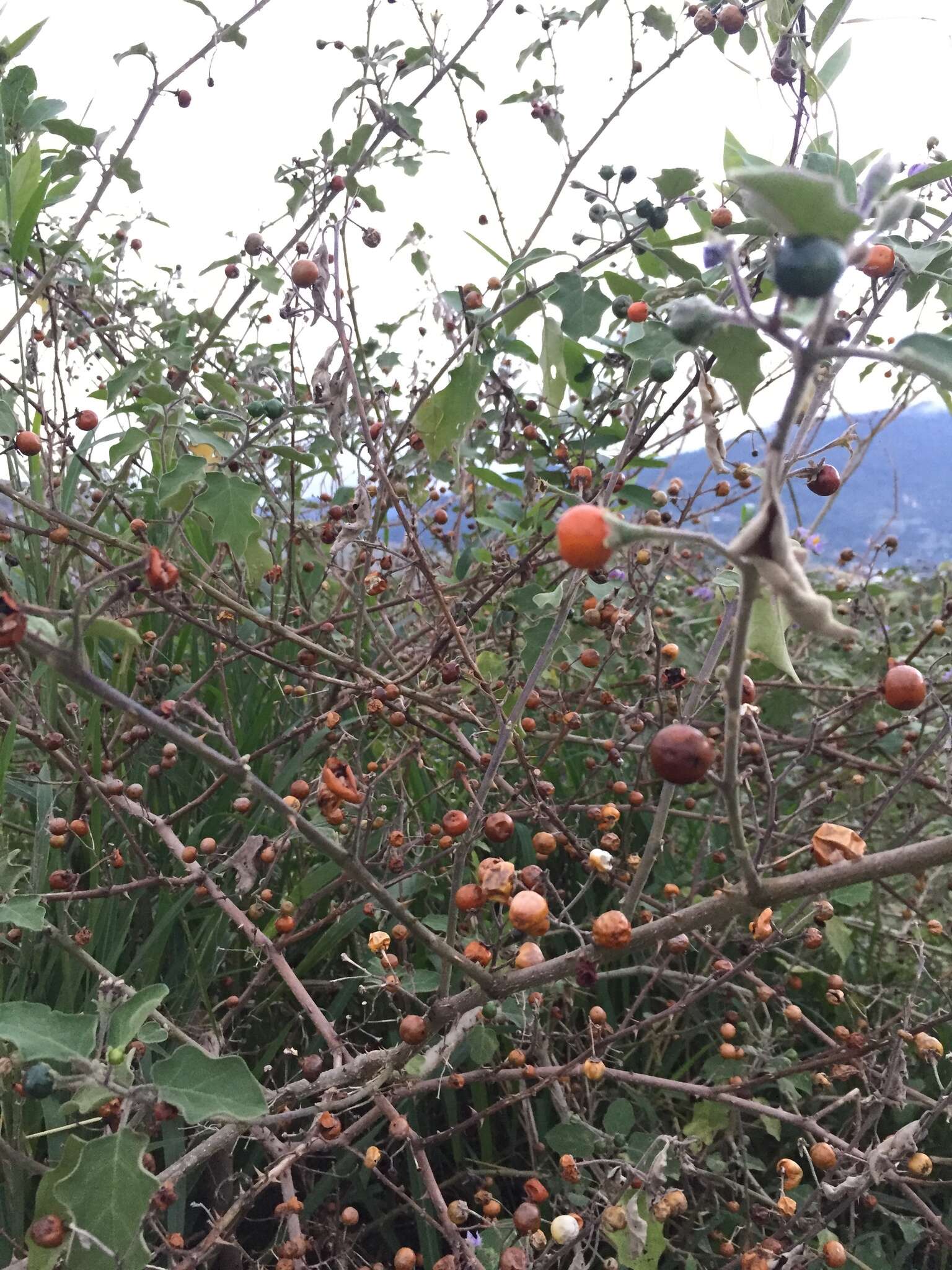 Image of Solanum violaceum Ortega