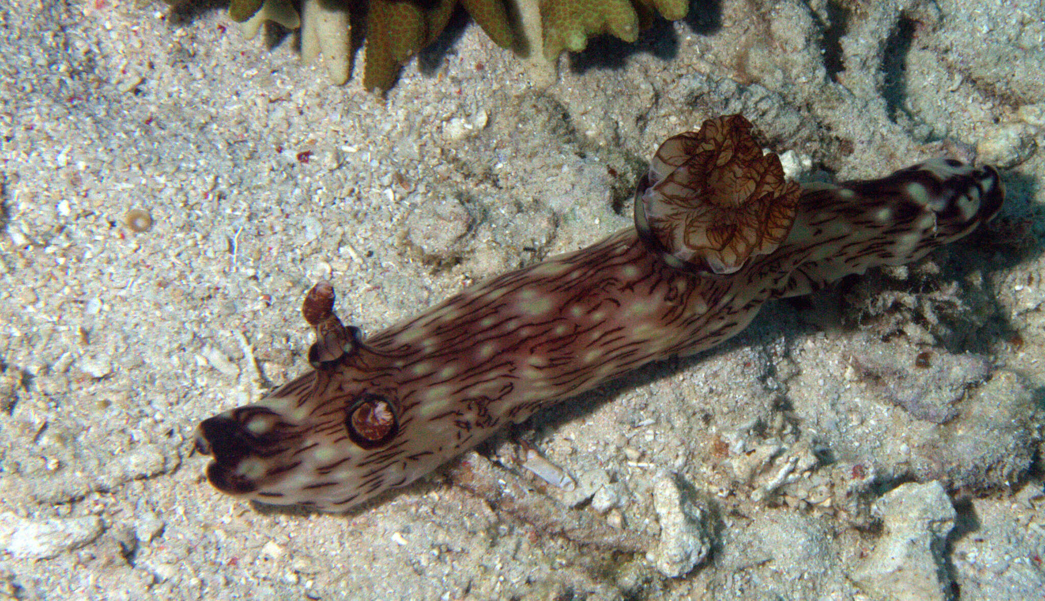 Image of Jorunna rubescens (Bergh 1876)