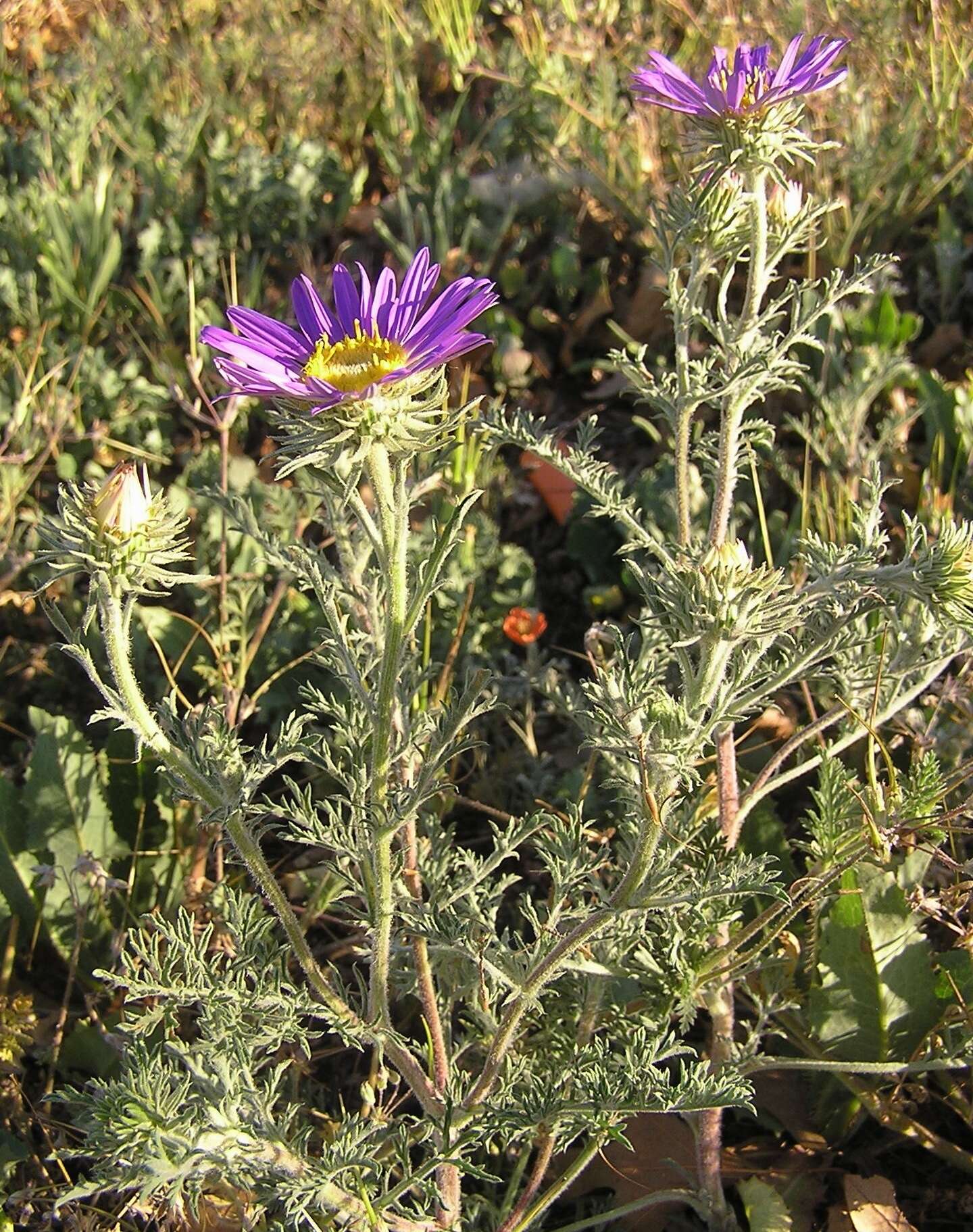 Image of tanseyleaf tansyaster