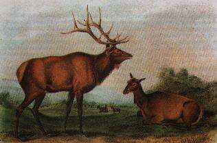 Image of North American elk