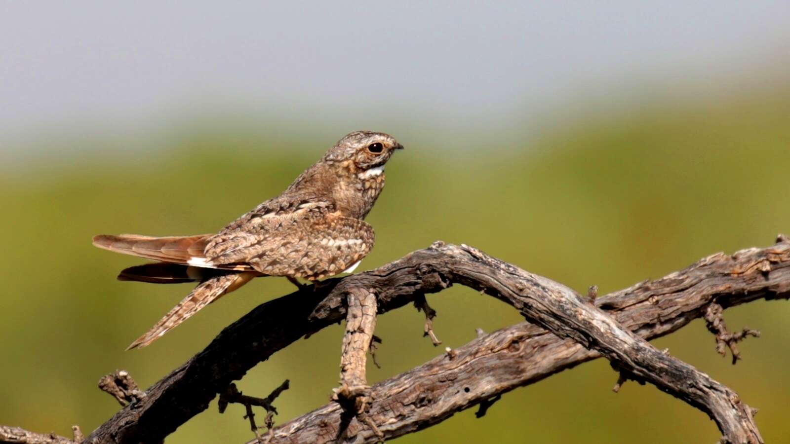 Image of Lesser Nighthawk