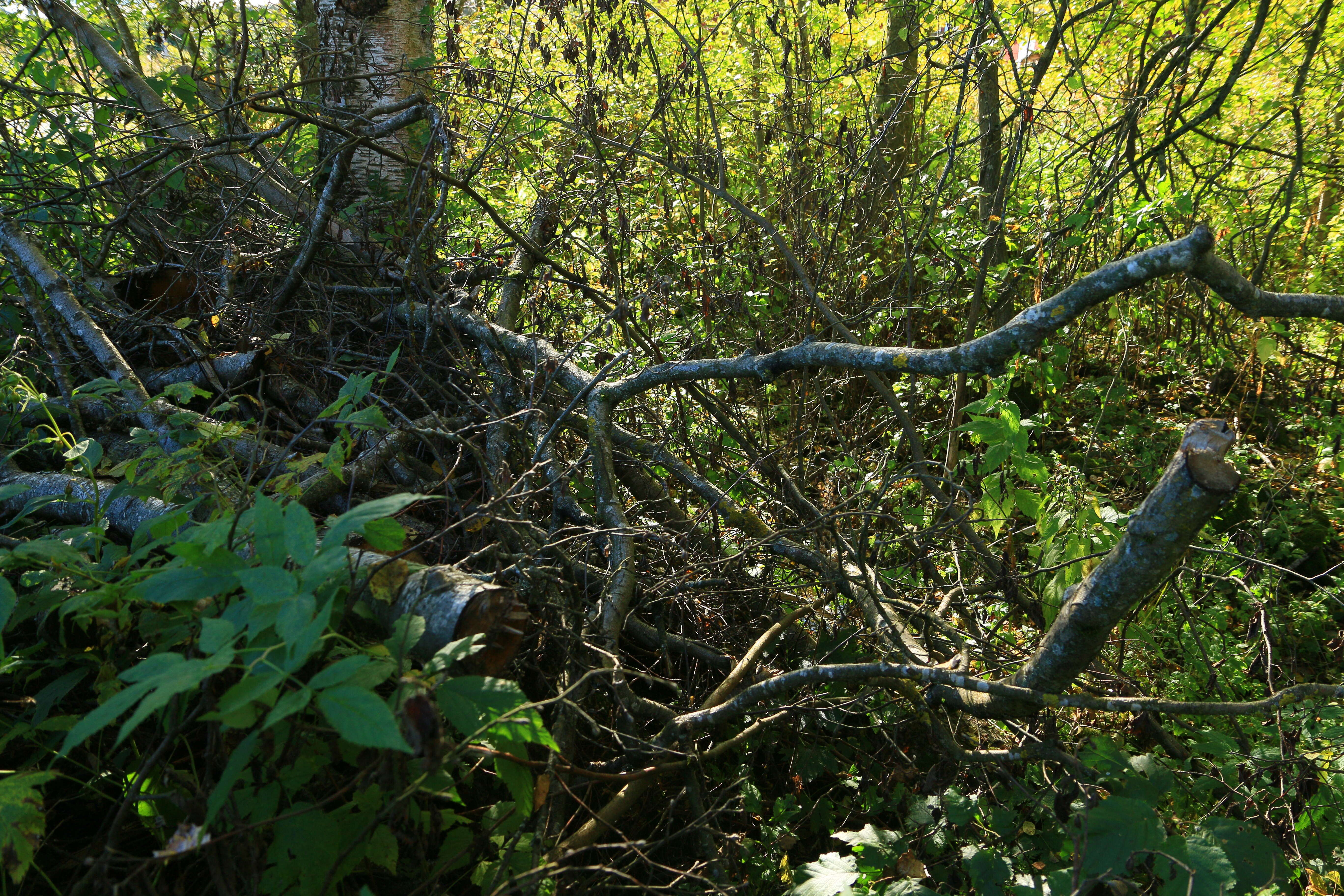 Image of Bird Cherry