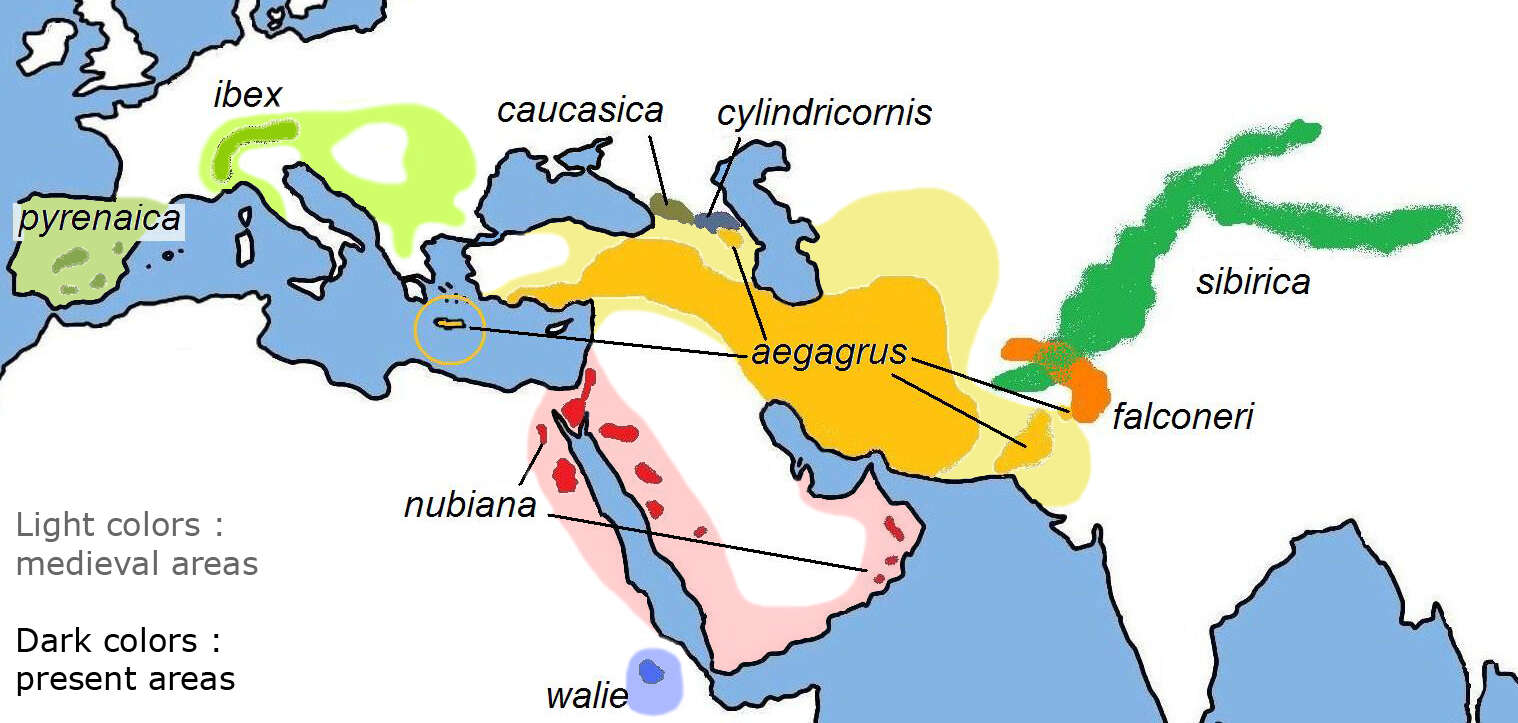 Plancia ëd Capra hircus aegagrus Erxleben 1777