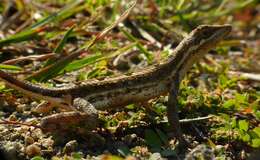 Image of Fan Throated Lizard