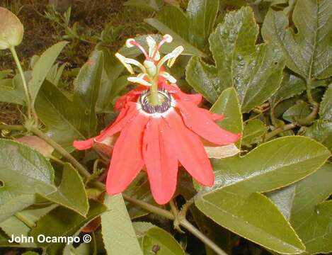 Image of passionflower