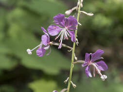 Image of fireweed