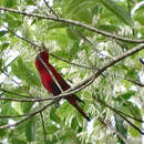 Image of Blue-eared Lory