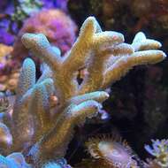 Image of Stony corals