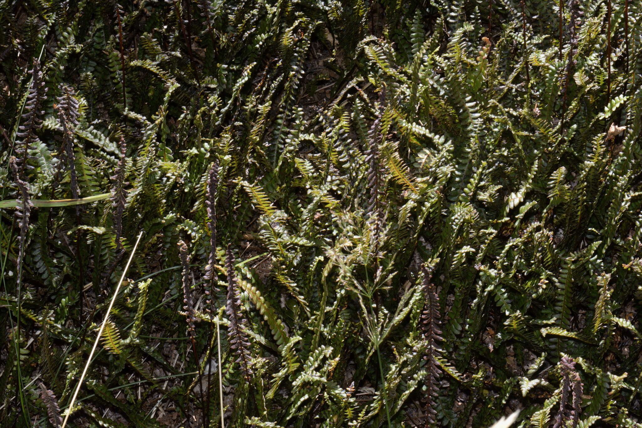 Image de Austroblechnum penna-marina subsp. alpina (R. Br.)