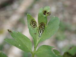 Imagem de Puccinia adoxae R. Hedw. 1805