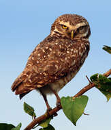 Image of Burrowing Owl