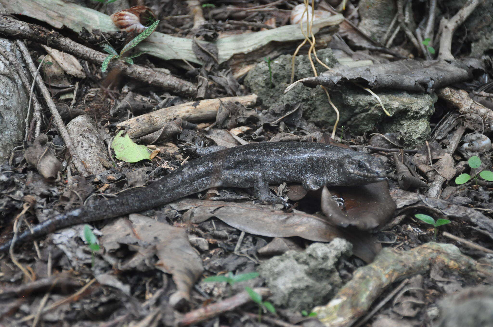 Leiolopisma telfairii (Desjardin 1831) resmi