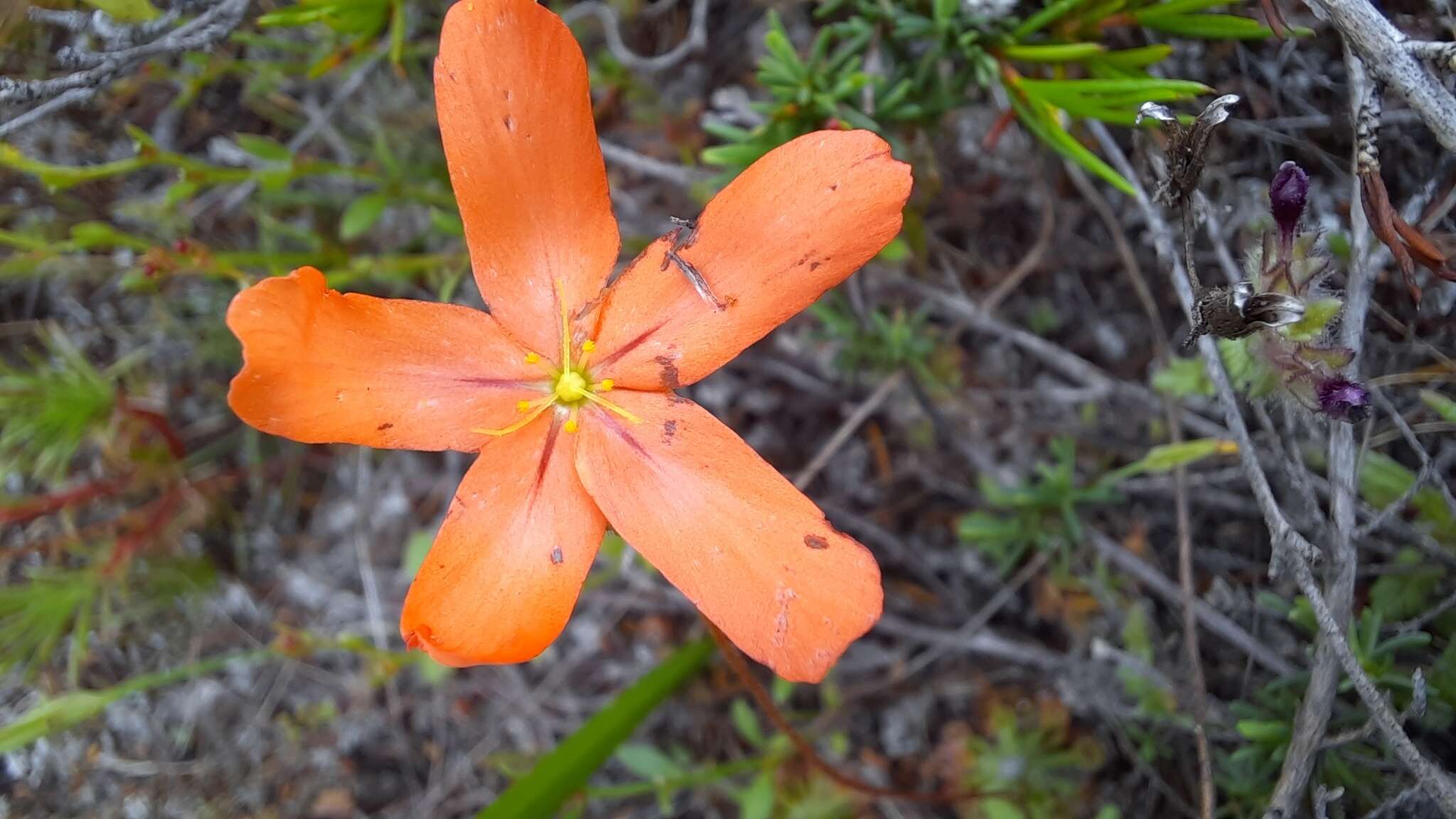 Image of Drosera leucoblasta Benth.