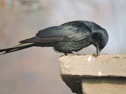 Image of Black Drongo