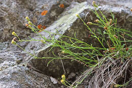 Image of sand fleabane