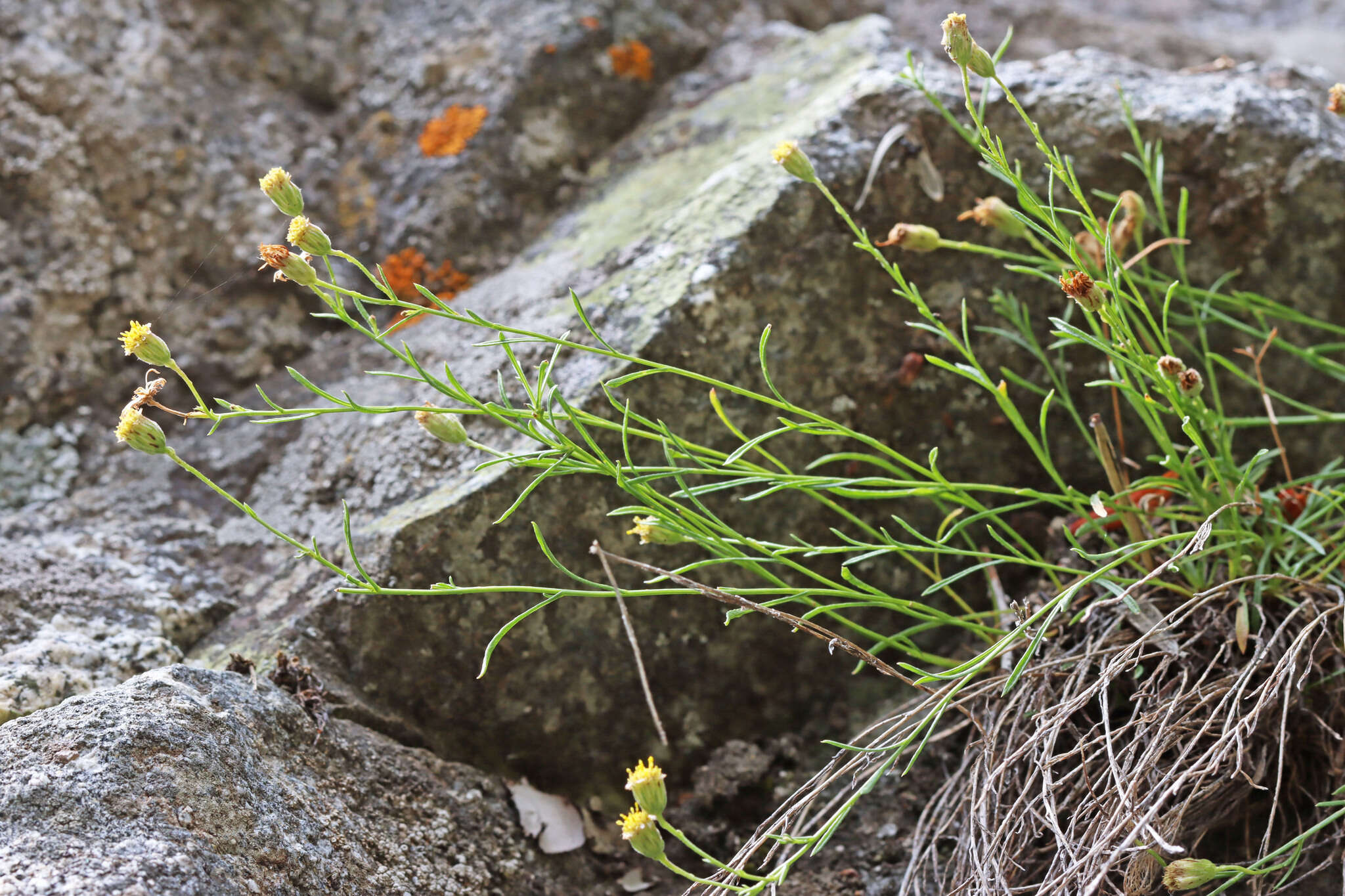 Image of sand fleabane