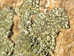 Image of wreath lichen