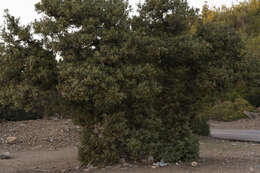 Image of Large-fruited Juniper