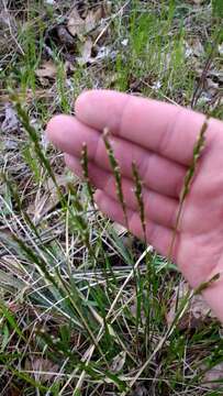 Image of roughleaf ricegrass