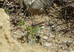 Image de Trachylepis elegans Peters 1854