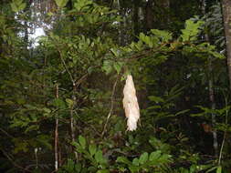 Image of Maniltoa lenticellata C. T. White