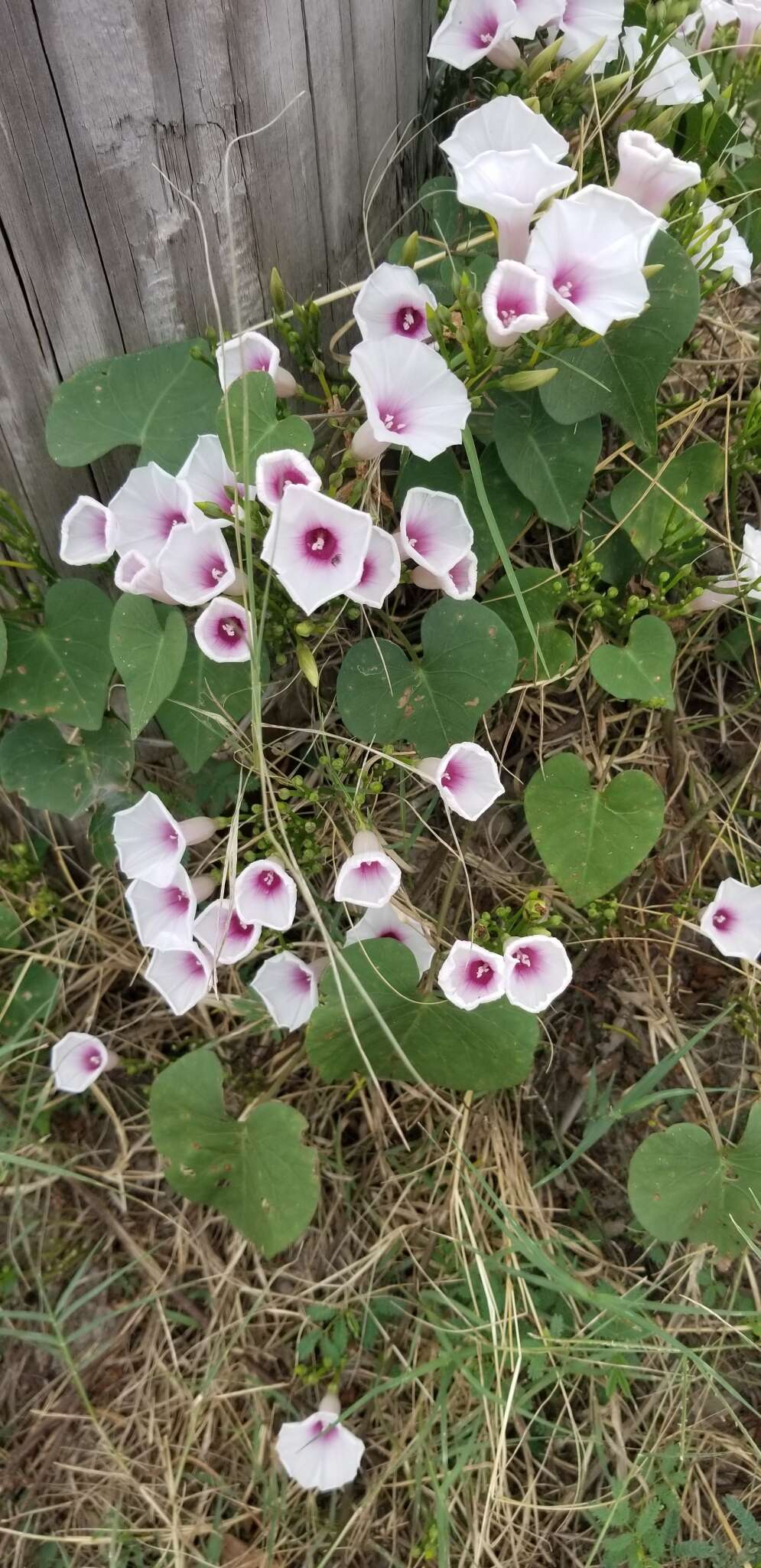 Image of Red-Center Morning-Glory