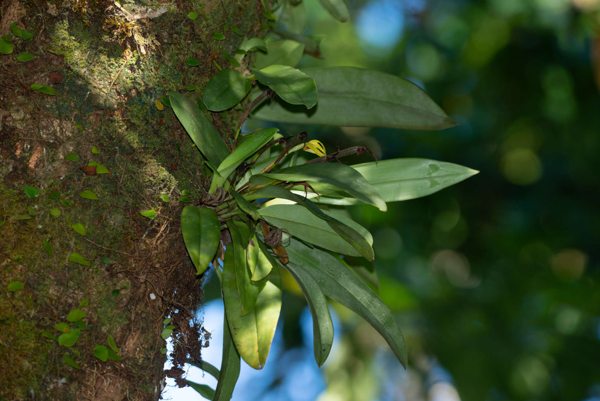 Image of Maxillaria crocea Lindl.