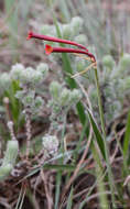 Image of Cyrtanthus stenanthus var. stenanthus