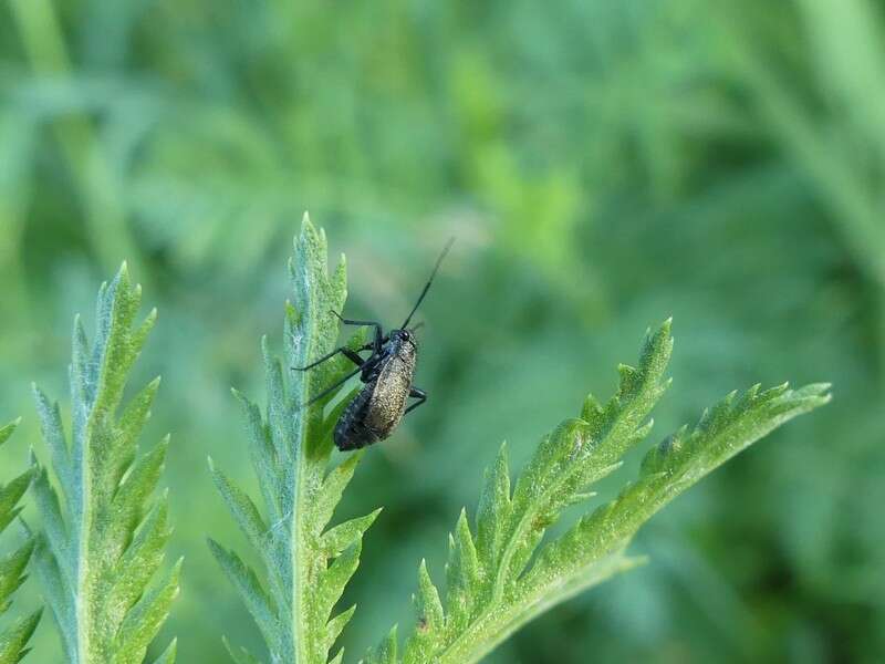 Слика од Orthocephalus coriaceus (Fabricius 1777)