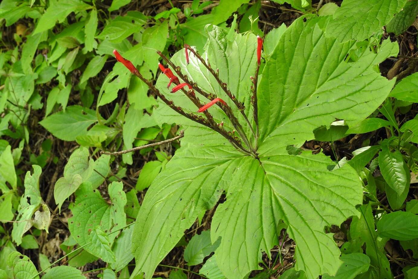 Imagem de Spigelia splendens H. Wendl. ex Hook.