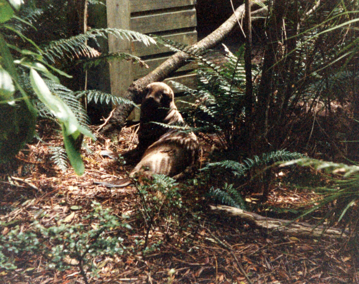 Image of New Zealand sea lion