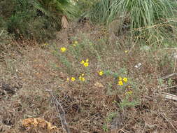 صورة Bahiopsis laciniata (A. Gray) E. E. Schilling & Panero