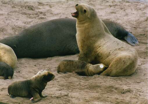 Image of New Zealand sea lion