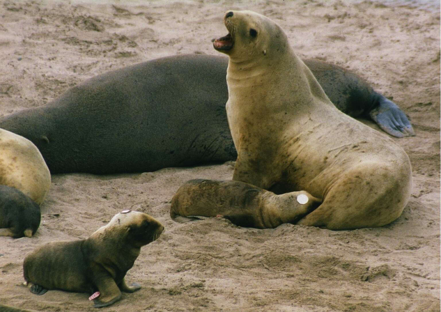 Image of New Zealand sea lion