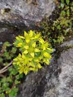 Image of Sedum trullipetalum Hook. & Thoms.